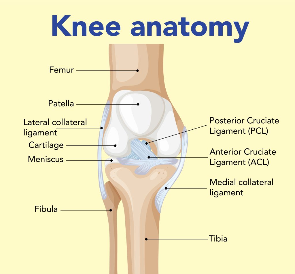 grefe utilizate în reconstrucția ligamentului încrucișat anterior