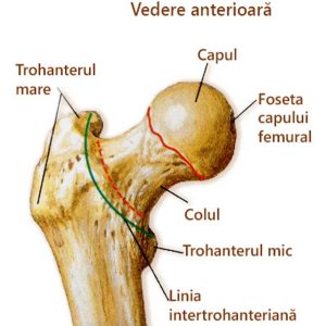 anatomie_cap_femural