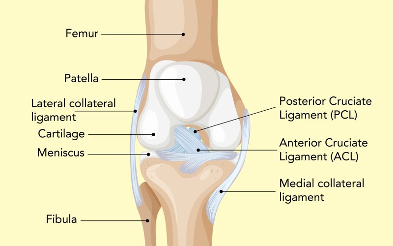 grefe utilizate în reconstrucția ligamentului încrucișat anterior