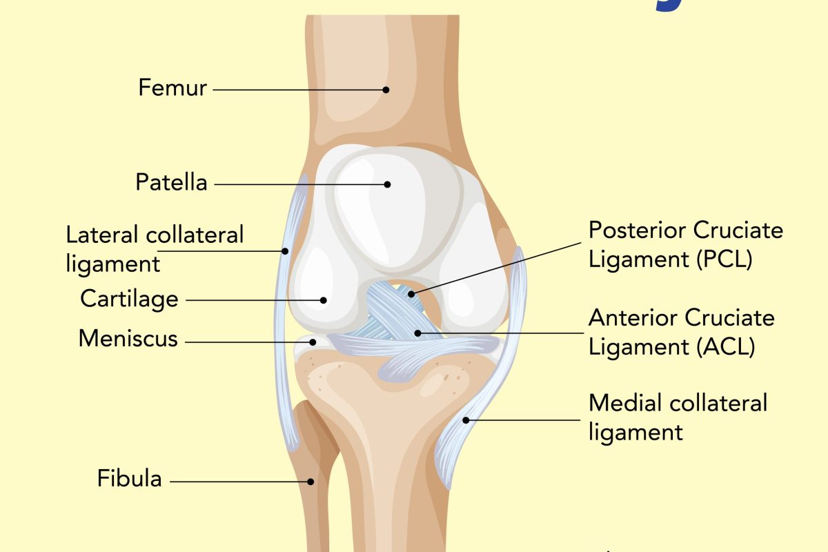 grefe utilizate în reconstrucția ligamentului încrucișat anterior